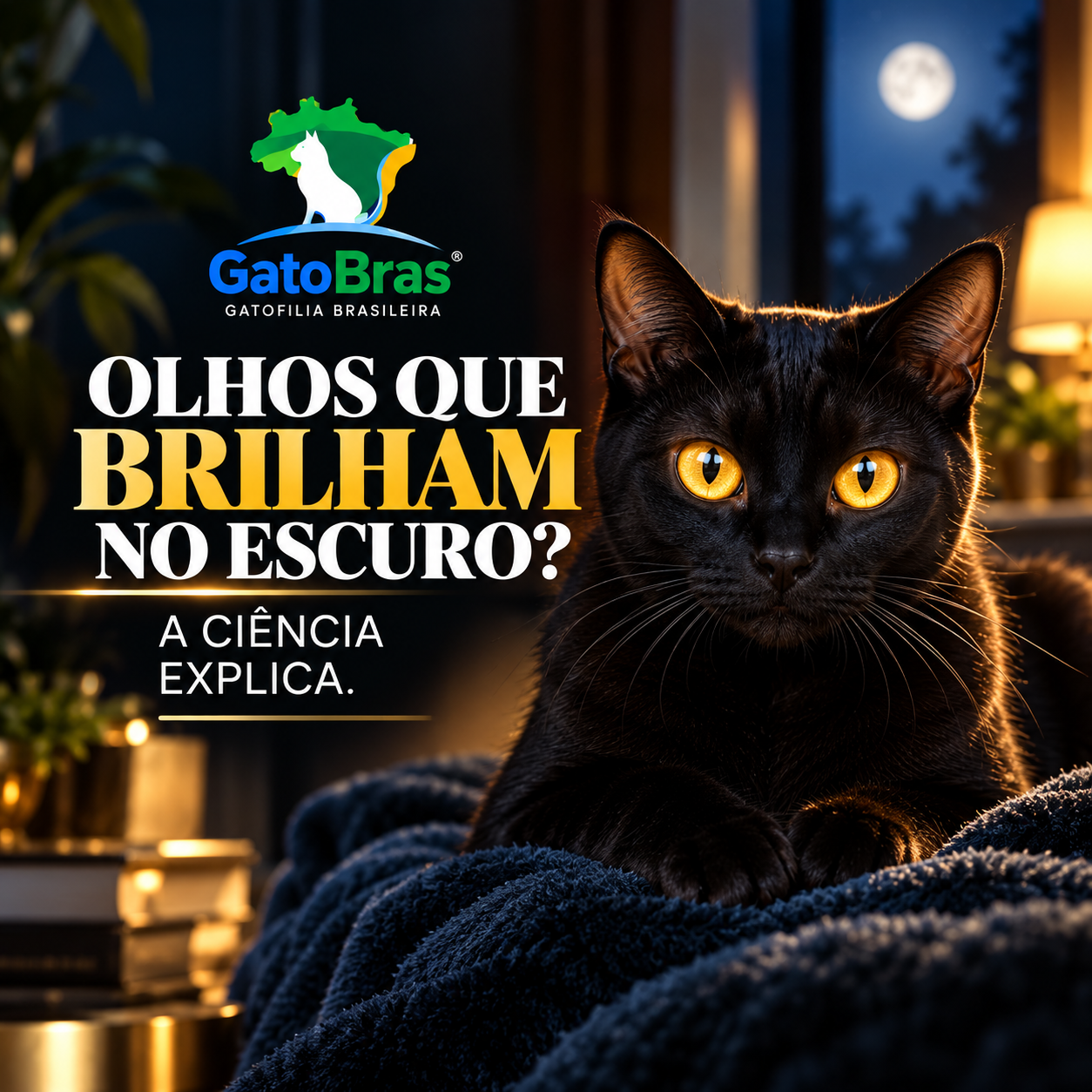 Gato de olhos brilhantes em ambiente com pouca luz