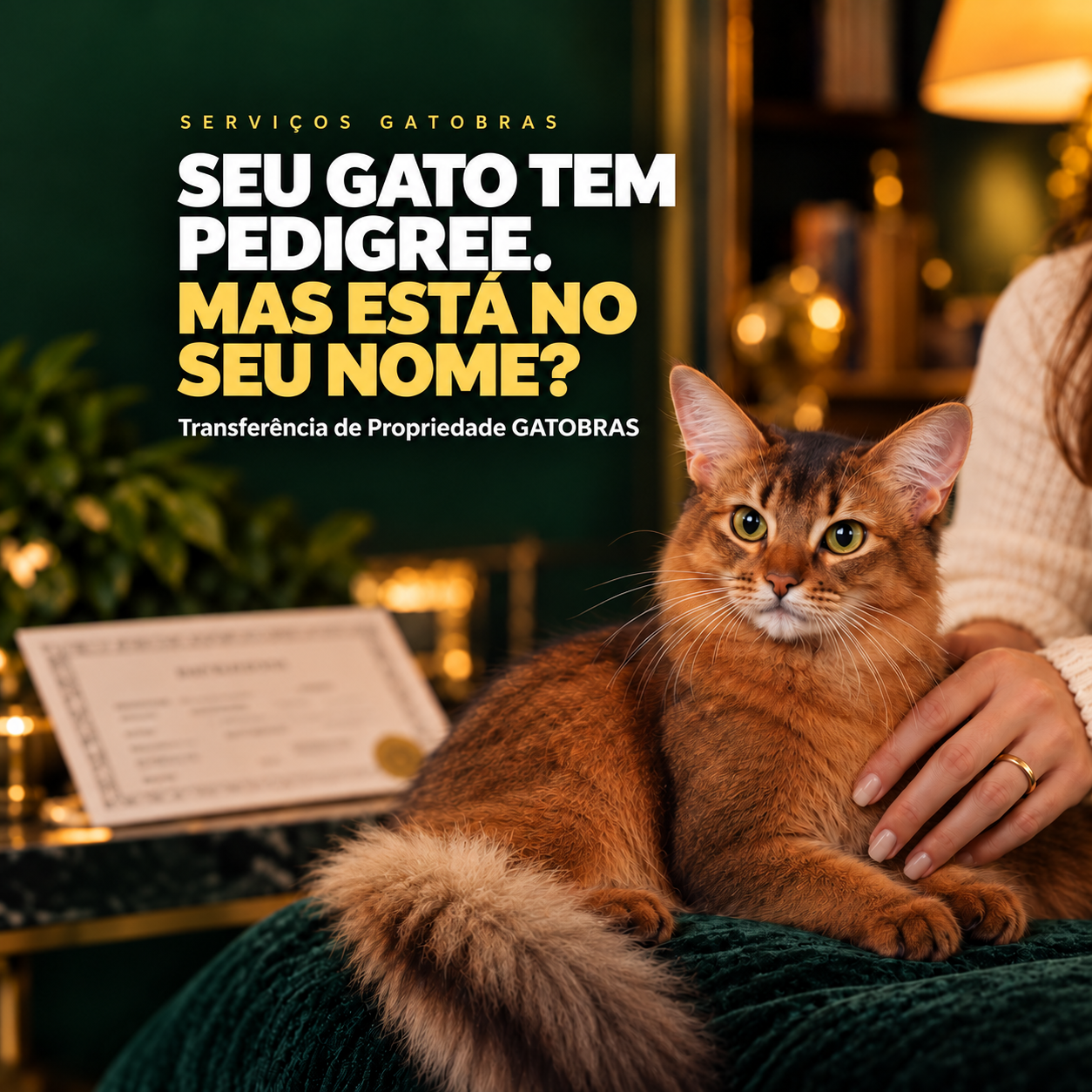 Gato Somali ao lado de uma pessoa e de um pedigree felino, em arte sobre transferência de propriedade GATOBRAS