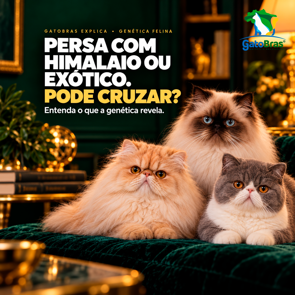 Gato Persa de pelagem longa, Himalaio colorpoint de olhos azuis e Exótico de Pelo Curto em ambiente verde e dourado; chamada sobre cruzamentos e genética felina GATOBRAS