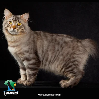American Bobtail