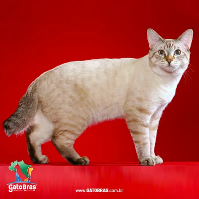 American Bobtail Shorthair