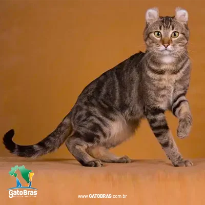 American Curl