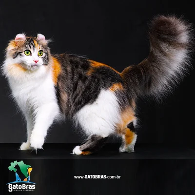 American Curl Longhair