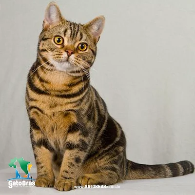 American Shorthair