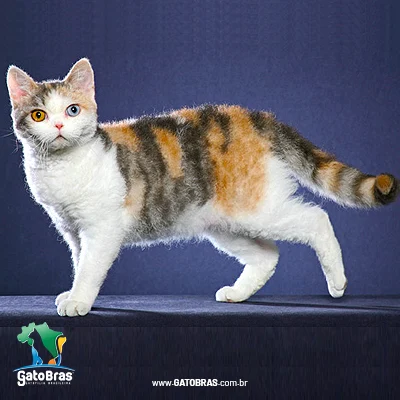 American Wirehair