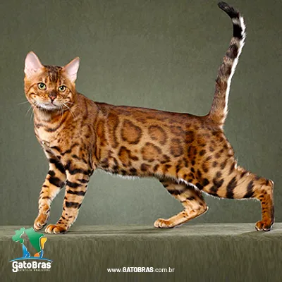 Bengal