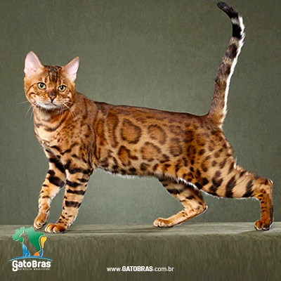 Bengal