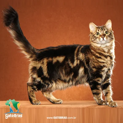 Bengal Longhair