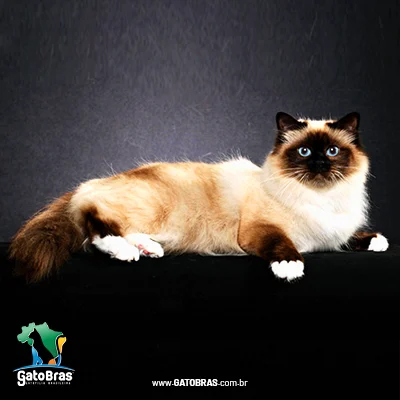 Birman (Sagrado Da Birmânia)