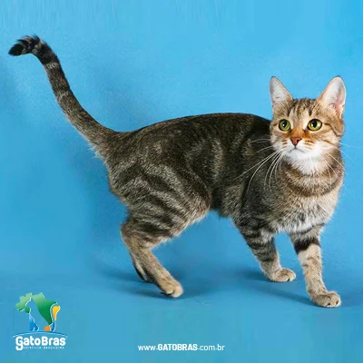Brazilian Shorthair