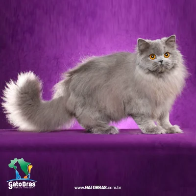 British Longhair