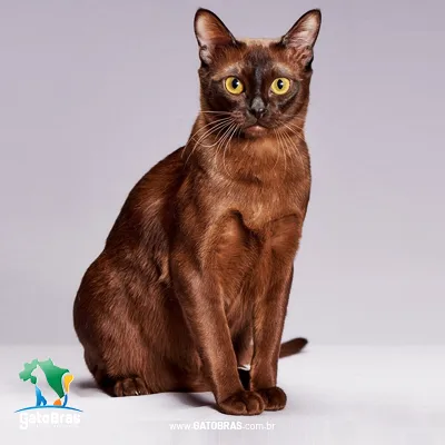 Burmese