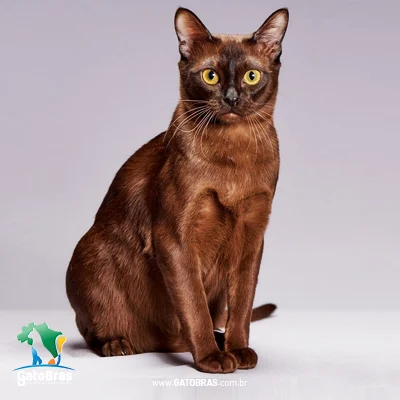 Burmese