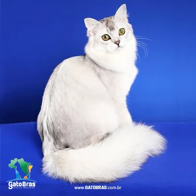 Burmilla Longhair