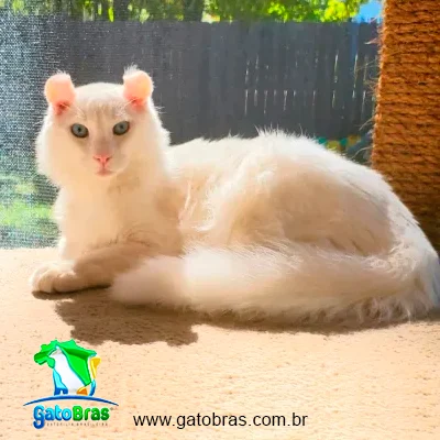 Cat Alpine Linx