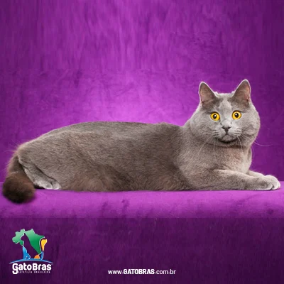 Chartreux