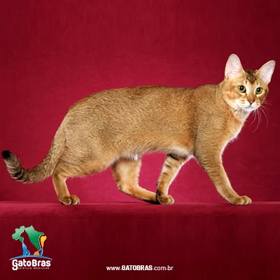 Chausie