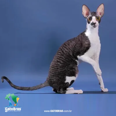 Cornish Rex