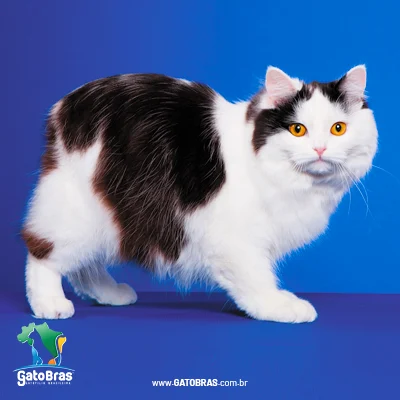 Cymric