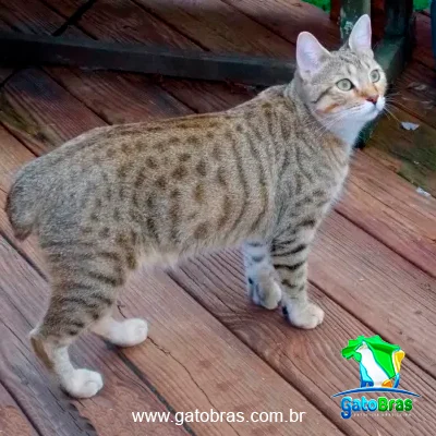 Desert Linx
