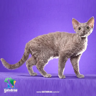 Devon Rex
