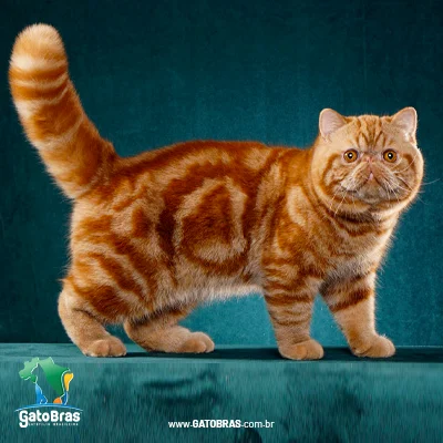Exotic Shorthair
