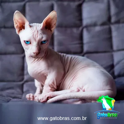 Gato Bambino