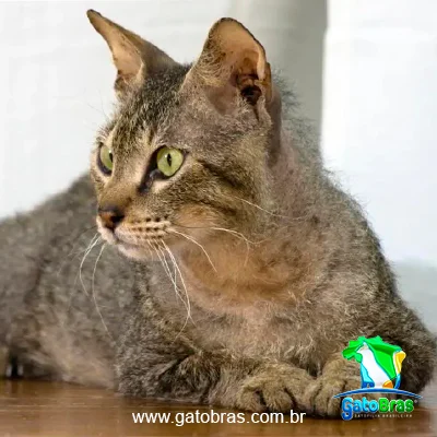 Gato Bramble