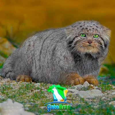 Gato De Pallas