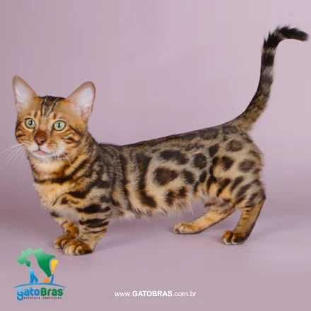 Genetta