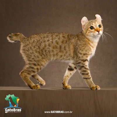 Highlander Shorthair