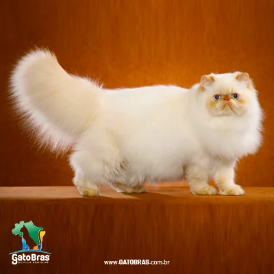 Himalayan