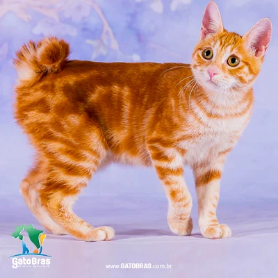 Japanese Bobtail