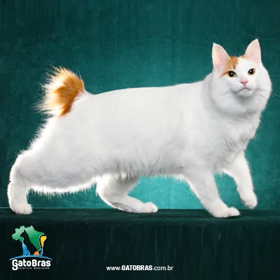 Japanese Bobtail Longhair
