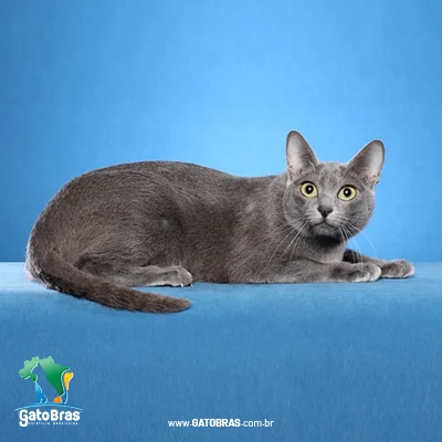 Korat