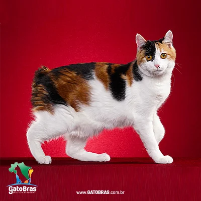 Kurilian Bobtail