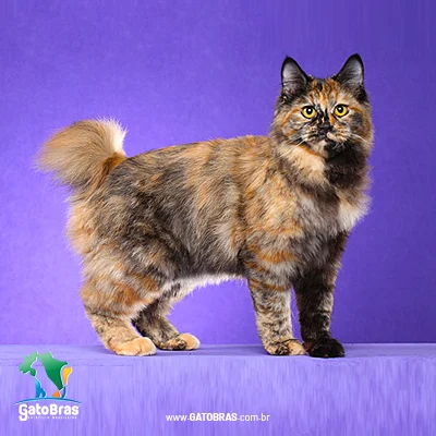 Kurilian Bobtail Longhair