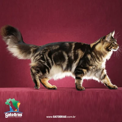 Maine Coon