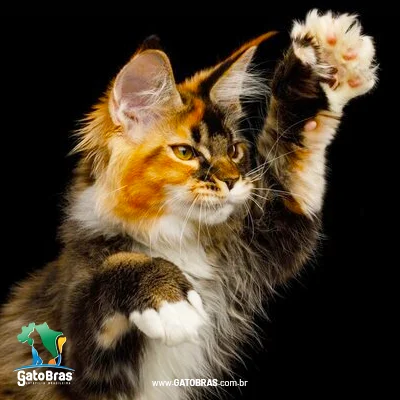 Maine Coon Polydactyl