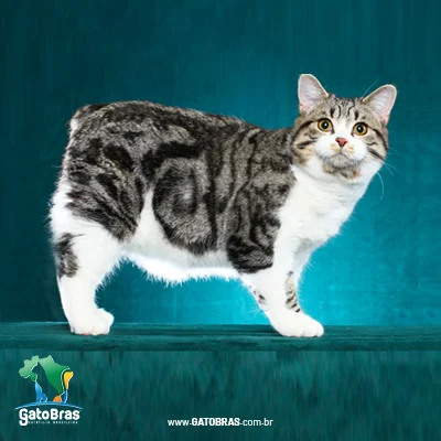 Manx