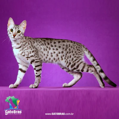 Mau Egípcio