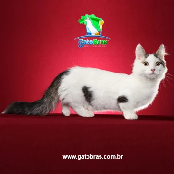 Munchkin Longhair