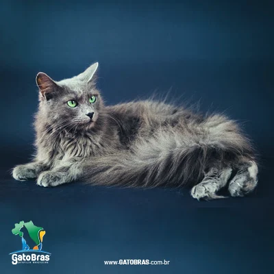 Nebelung