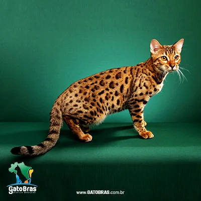 Ocicat