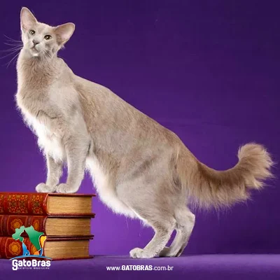 Oriental Longhair