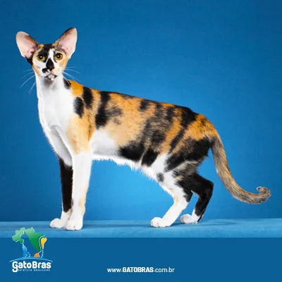 Oriental Shorthair
