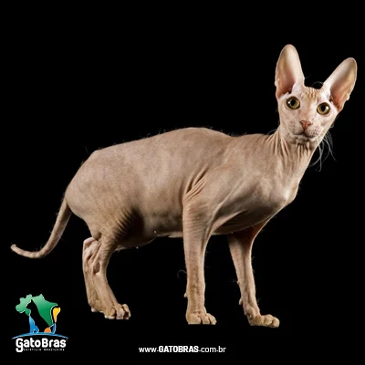 Peterbald