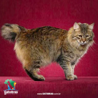 Pixiebob Longhair