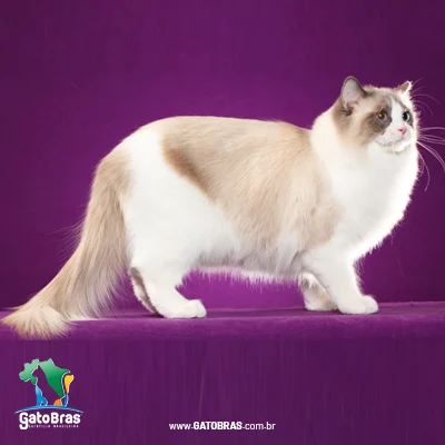 Ragdoll