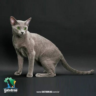 Russian Blue